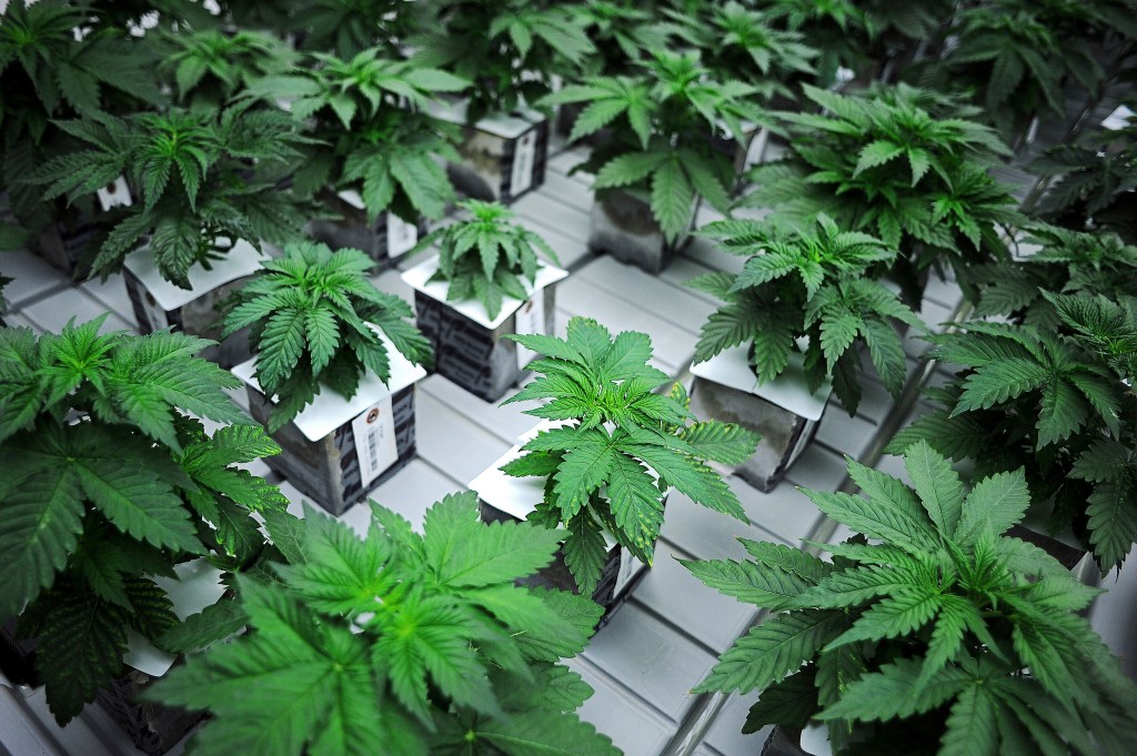 Veteran’s Day outrage as disabled NY vets are being shafted over pot licenses: ‘Totally unacceptable’