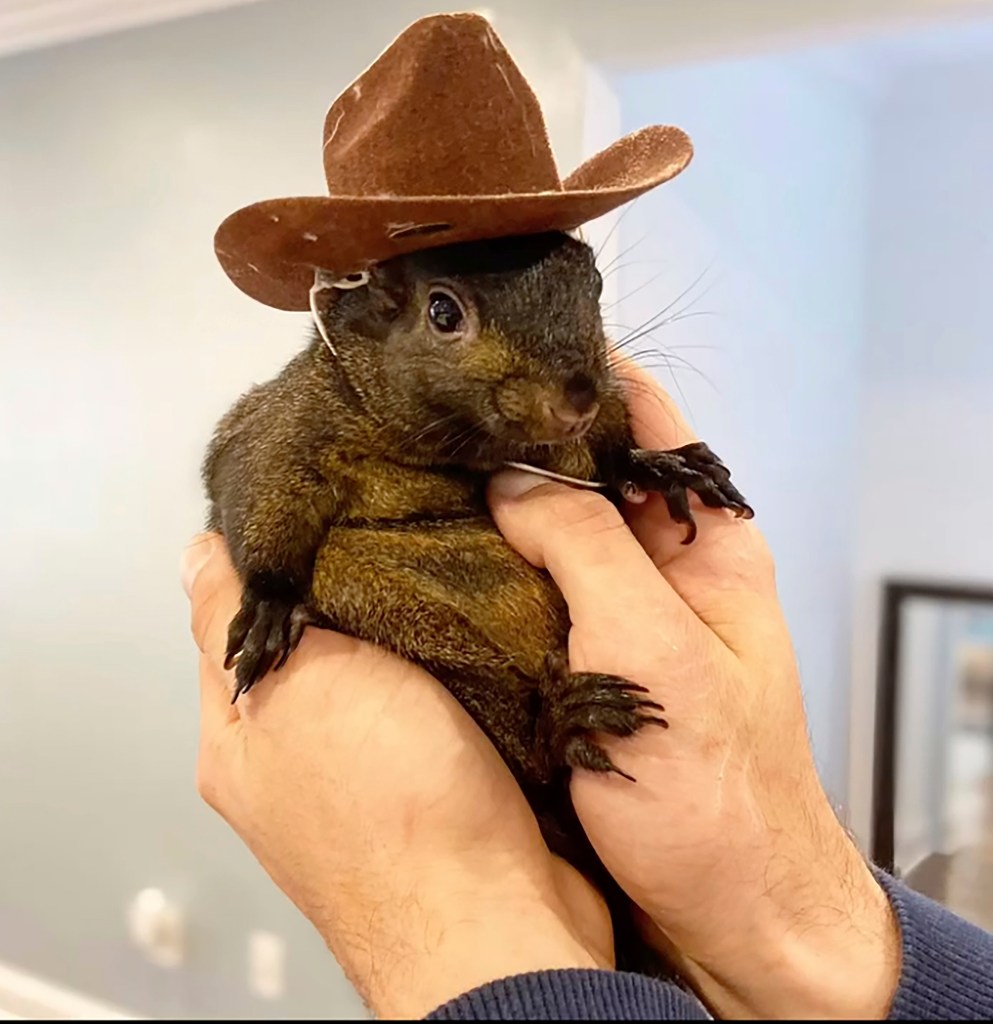 JD Vance says Trump is ‘fired up’ over death of P’nut, ‘the Elon Musk of squirrels’