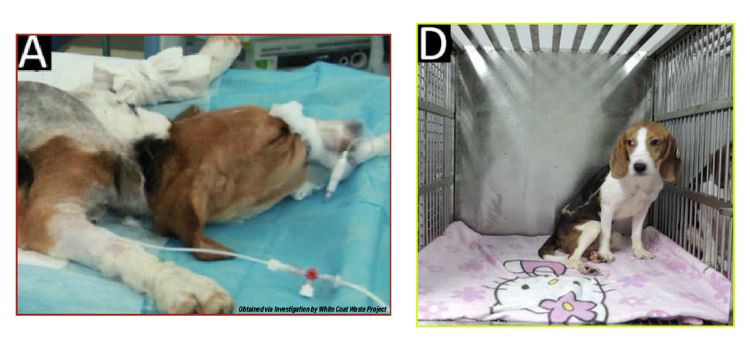 Defense Department, NIH collaborating on ‘cruel’ dog experiments with ‘problematic’ Chinese labs, GOP lawmakers and watchdog say
