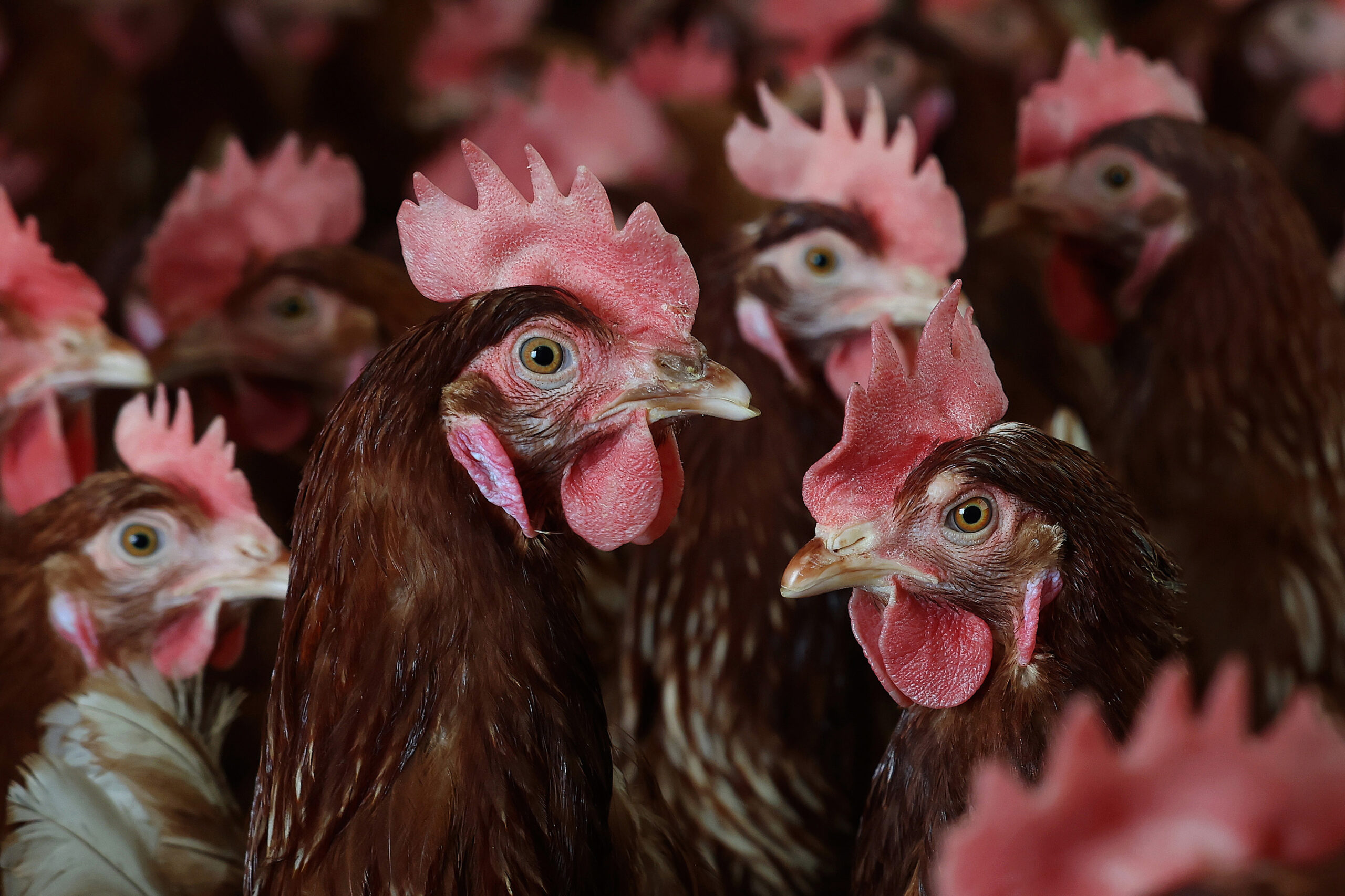 Egg prices could still jump 40% this year, as Trump admin shares $1B bird flu plan