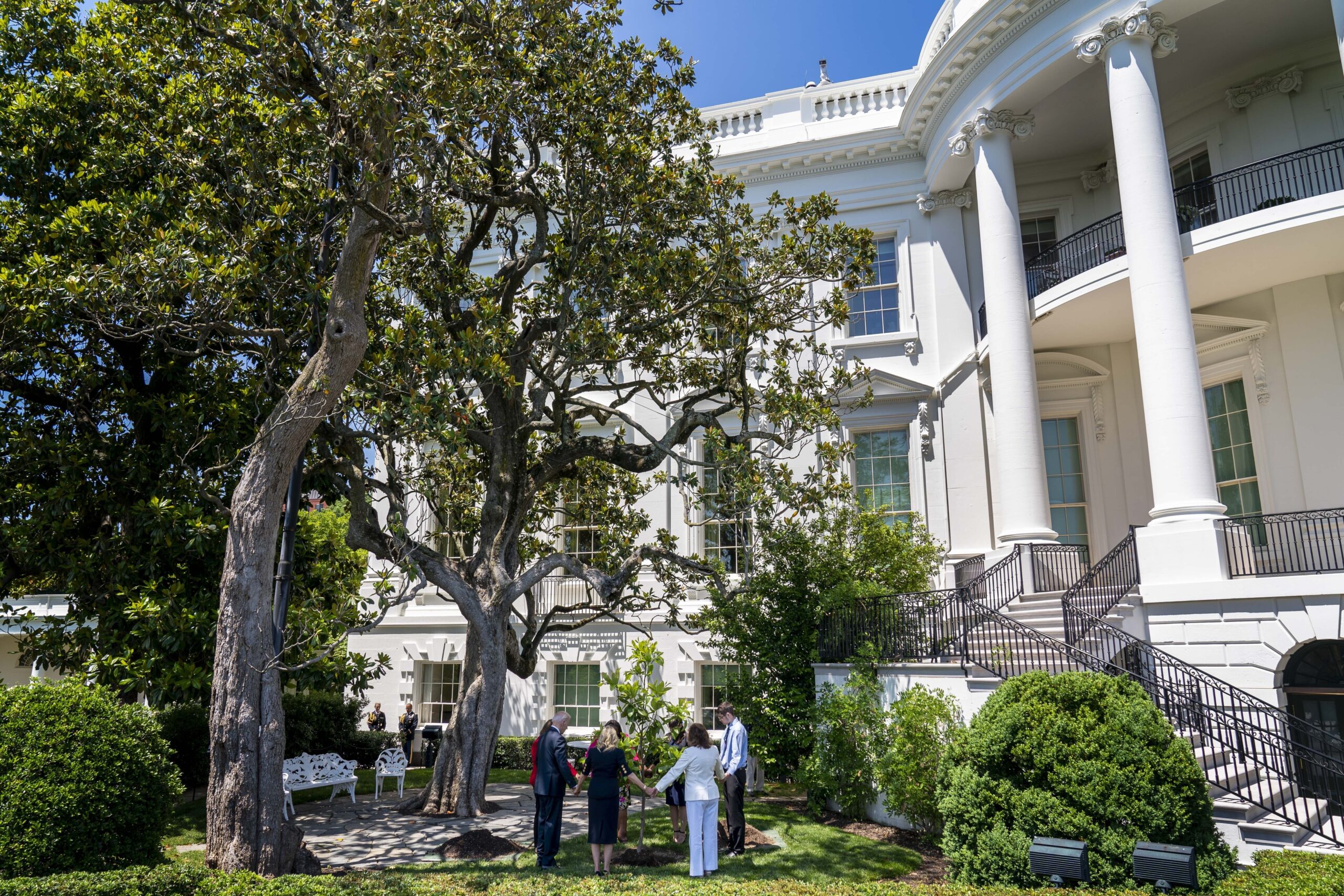 White House to cut down ‘dangerous’ magnolia tree planted by Andrew Jackson, Trump says: ‘Must come to an end’