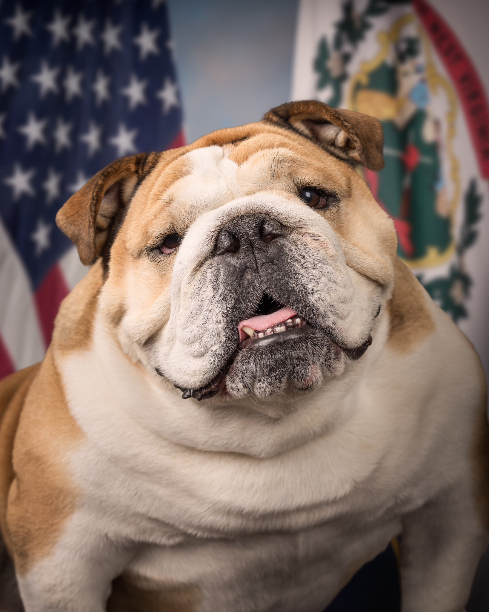 US Sen. Jim Justice’s pet bulldog, Babydog, seen in official government portrait: ‘She makes us smile’
