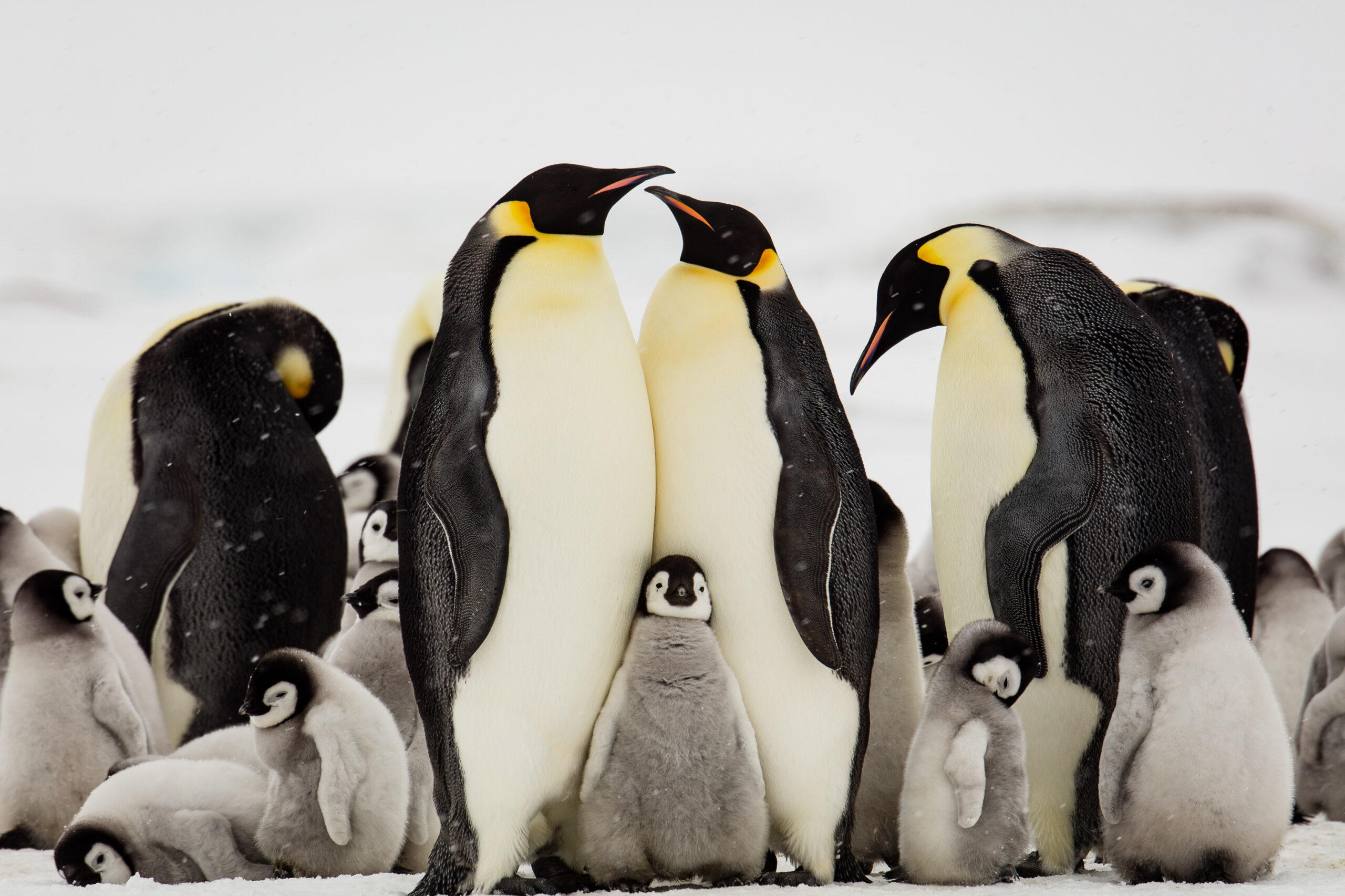 Commerce chief Lutnick defends tariffs on islands with only penguin inhabitants: ‘No countries left off’
