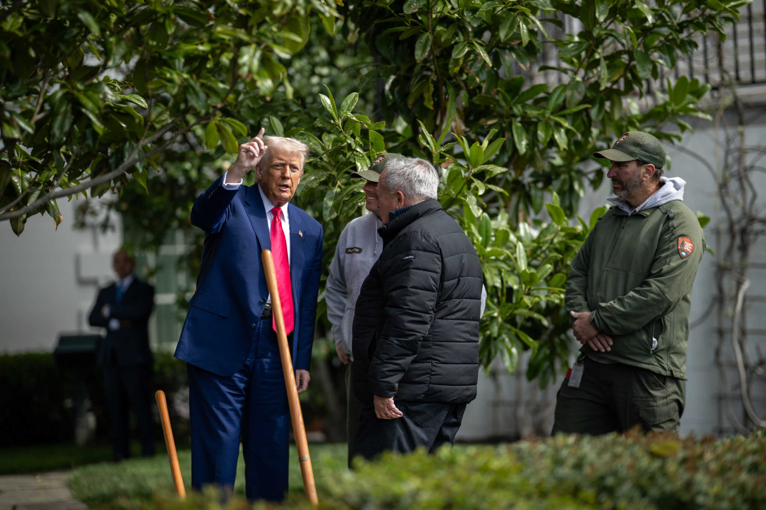 Trump uses golden shovel to plant replacement for historic magnolia tree planted by Andrew Jackson