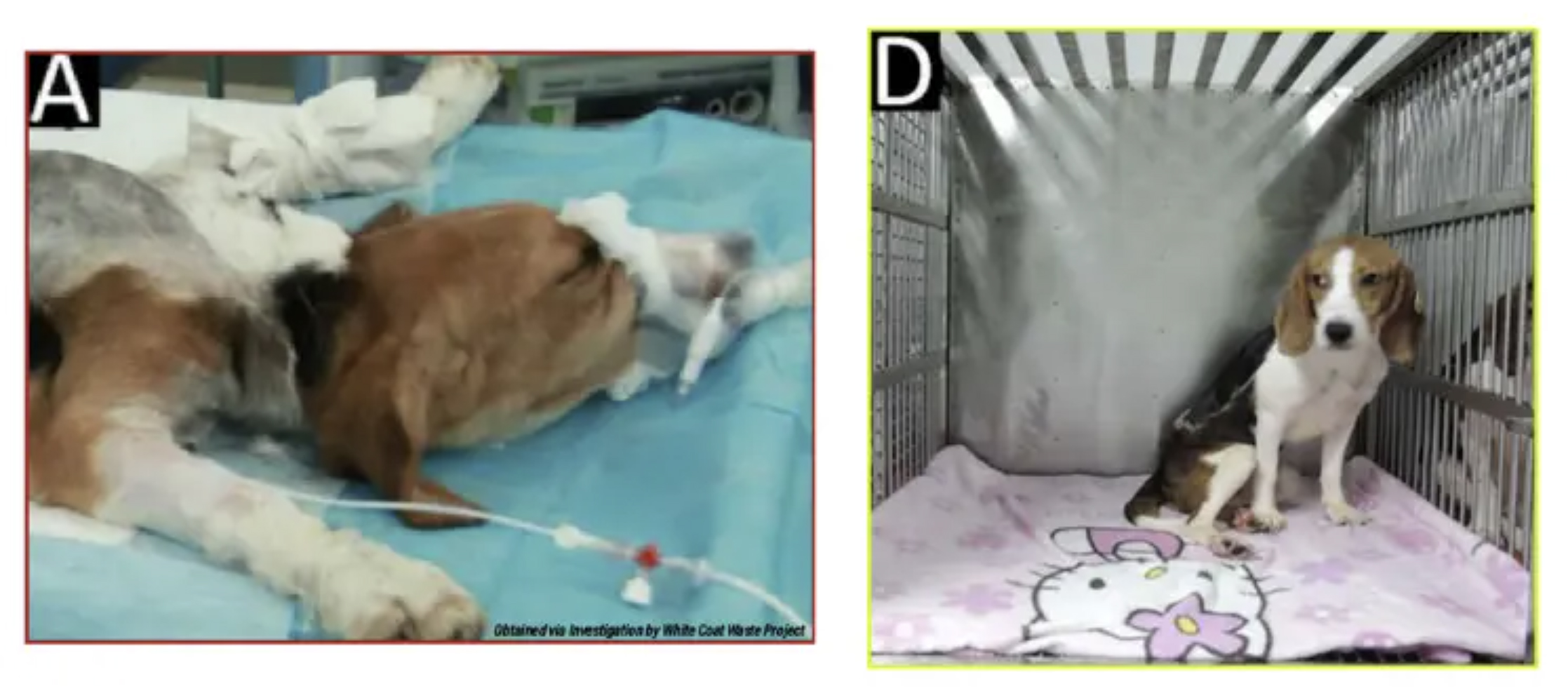 NIH shutters notorious lab accused of slaughtering beagles for four decades