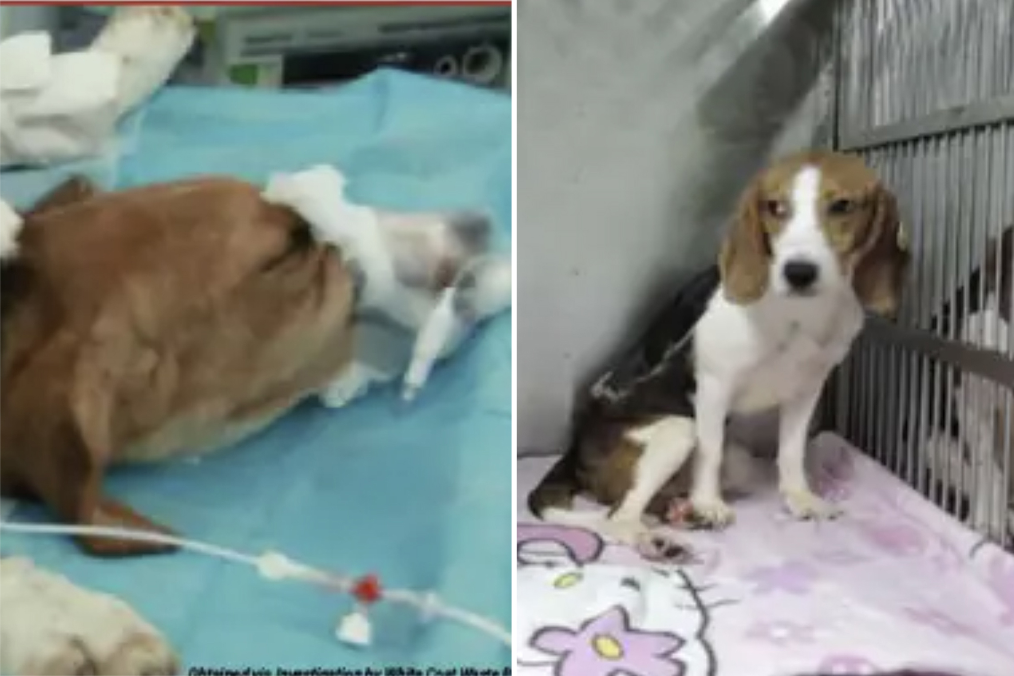 NIH won’t renew ‘cruel’ drug experiments on beagle puppies — some as young as 8 months old