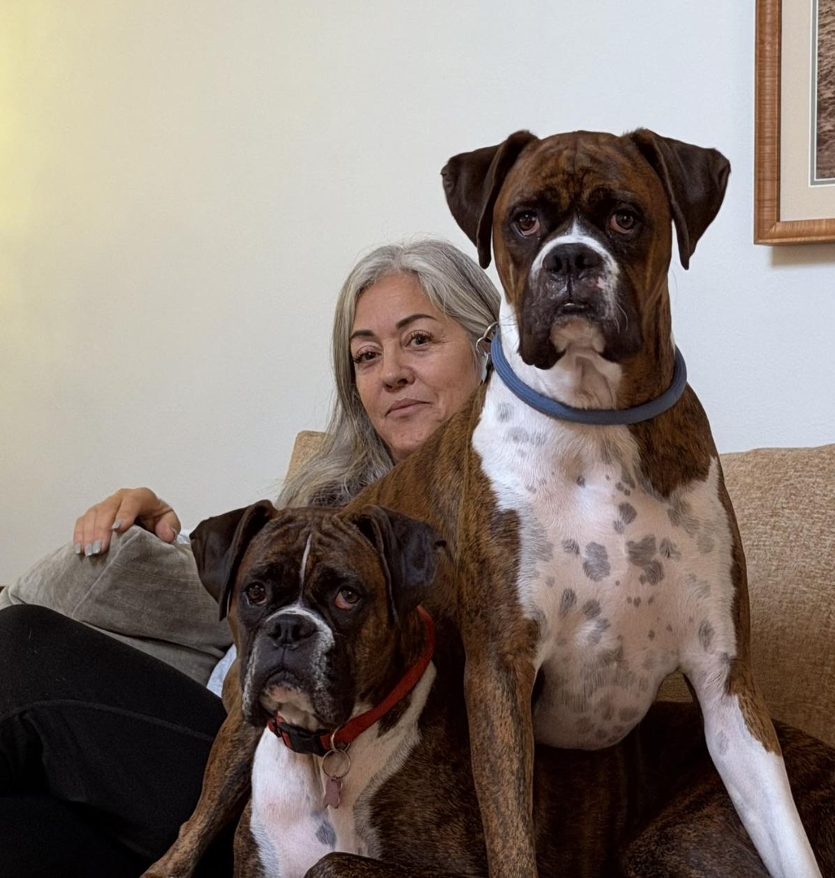 Concerned SoCal woman reveals terrifying fallout from registering her  pet Boxer to vote