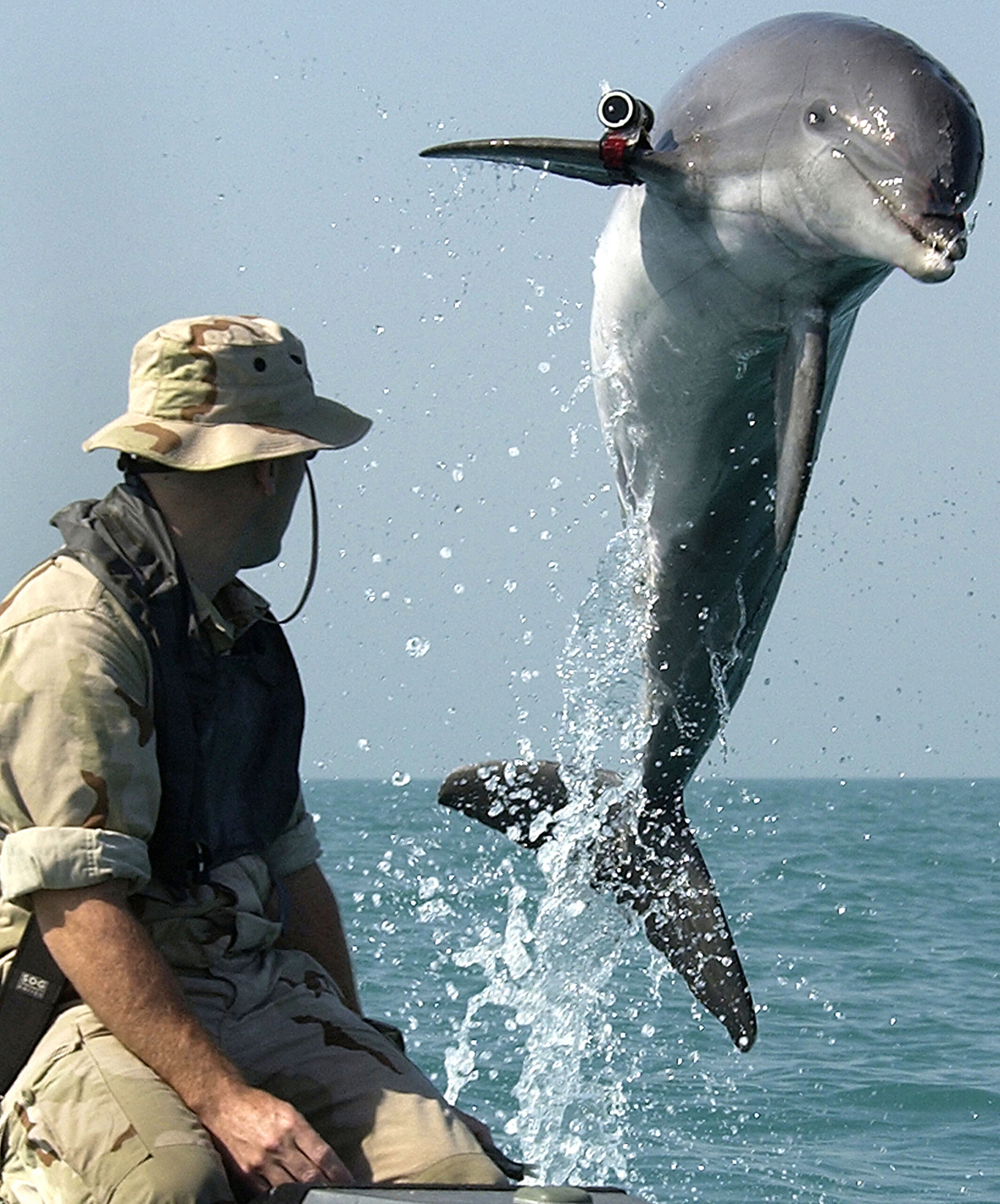 Hegseth denies Iran has ‘kamikaze dolphins’ — but suggests US might