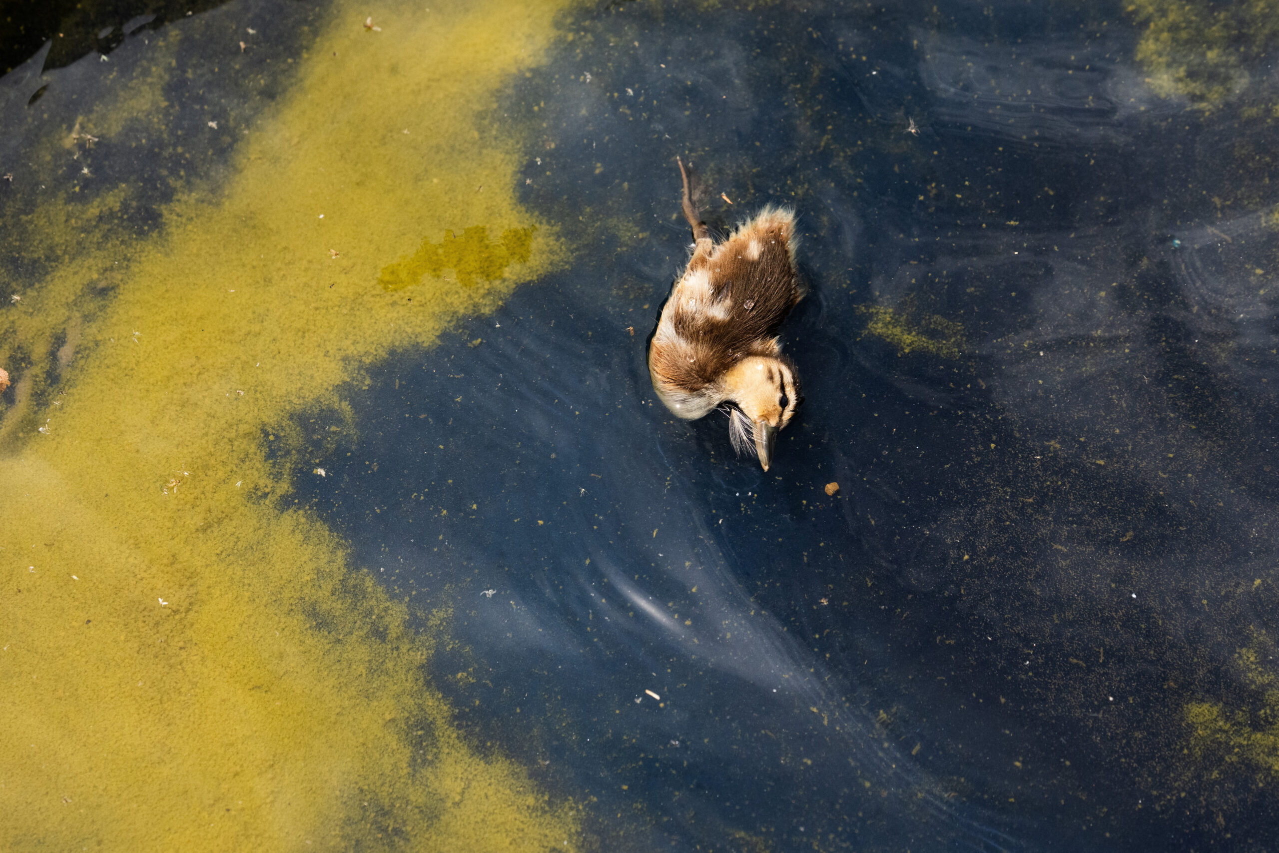 Duckling found dead in Reflecting Pool as Trump threatens vandals who deface memorial