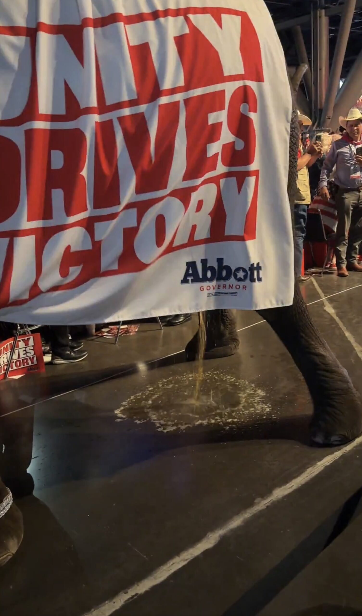 Elephant takes a massive leak at the Texas GOP convention: ‘Oh, shoot!’
