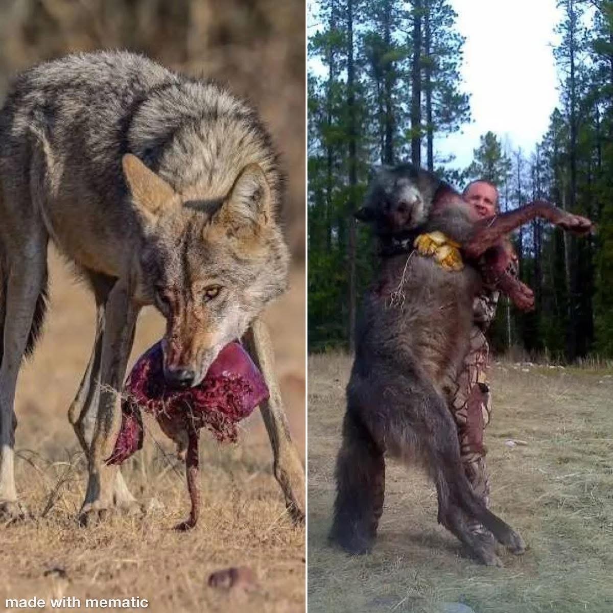 Killer wolves terrorize California ranchers desperate to defend livestock from predators